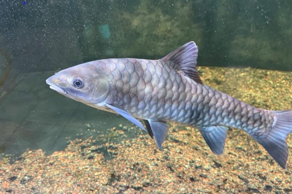 裂峡鲃是什么鱼？