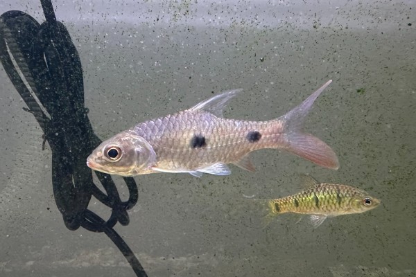 裂峡鲃是什么鱼？