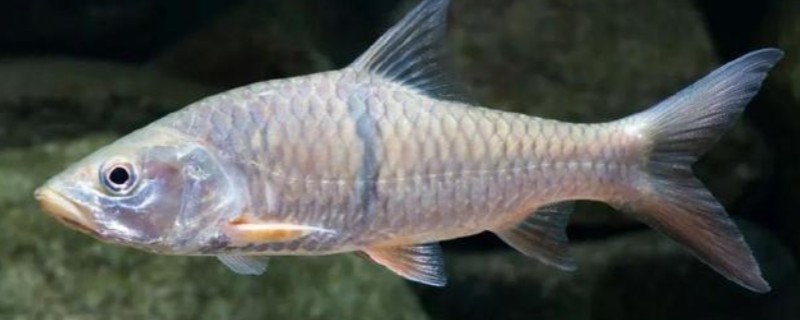 裂峡鲃是什么鱼?