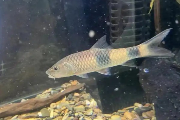 裂峡鲃是什么鱼？