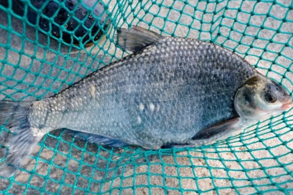 团头鲂是什么鱼?