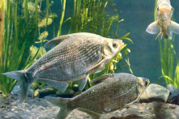 团头鲂是什么鱼?