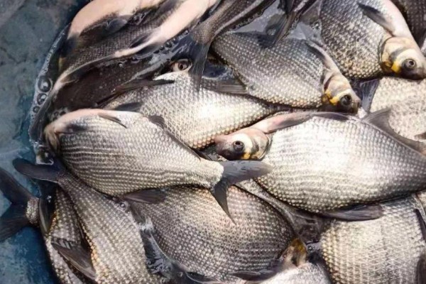 团头鲂是什么鱼?