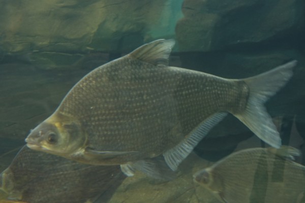 厚颌鲂是什么鱼?