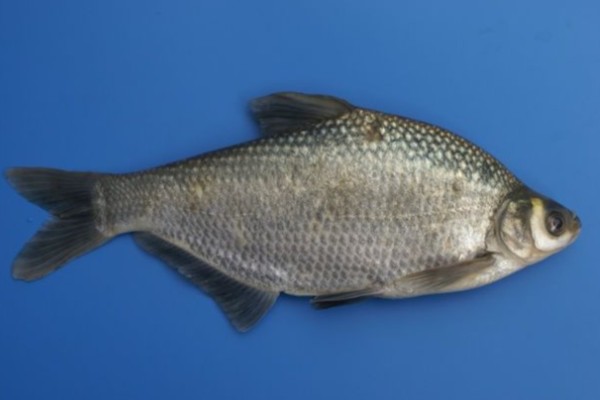 厚颌鲂是什么鱼?