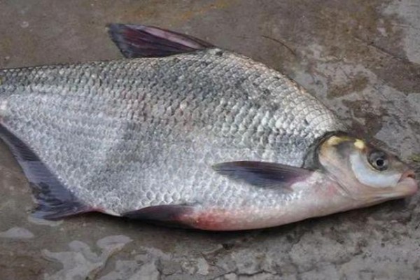 厚颌鲂是什么鱼?
