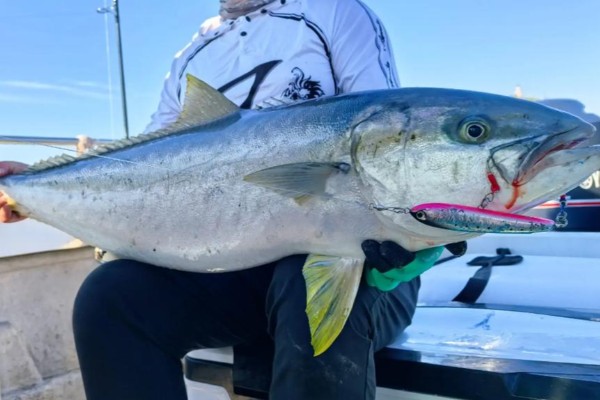 黄条鰤是什么鱼?