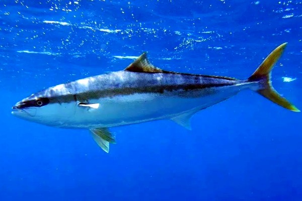 黄条鰤是什么鱼?