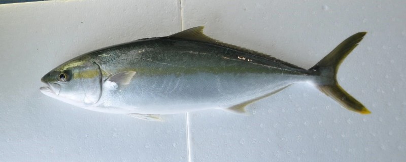 黄条鰤是什么鱼?