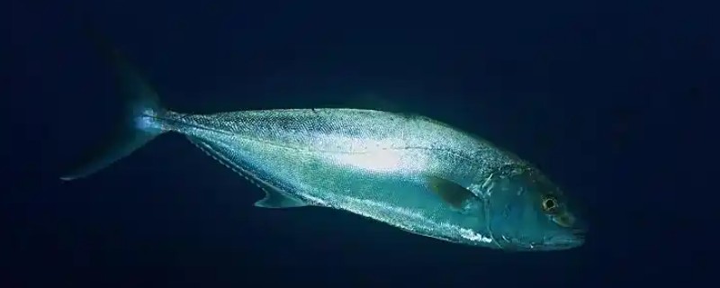 高体鰤是什么鱼?