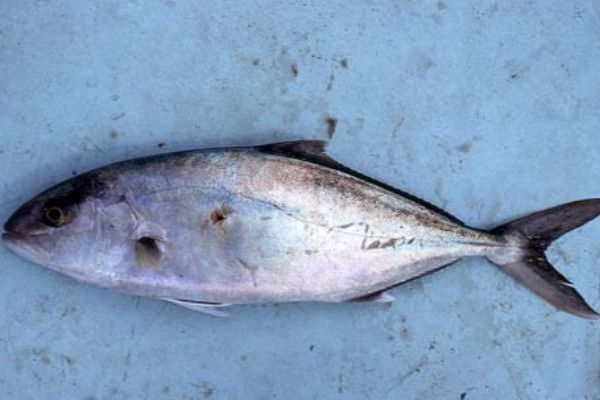 高体鰤是什么鱼？