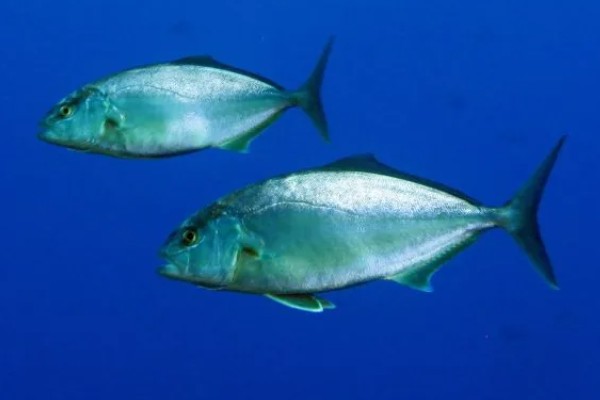 高体鰤是什么鱼？