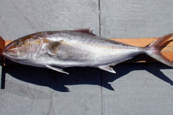 高体鰤是什么鱼？