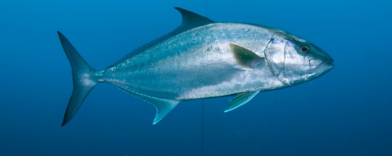长鳍鰤是什么鱼?