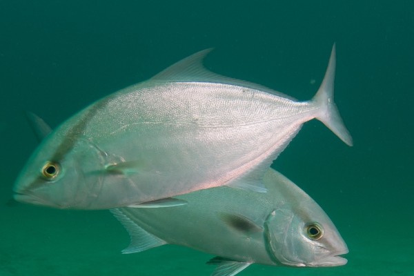 长鳍鰤是什么鱼？