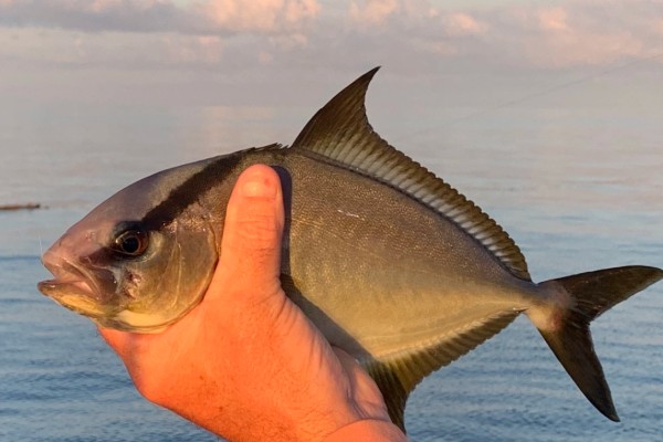 长鳍鰤是什么鱼？