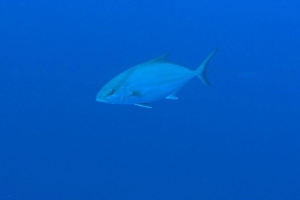 长鳍鰤是什么鱼？