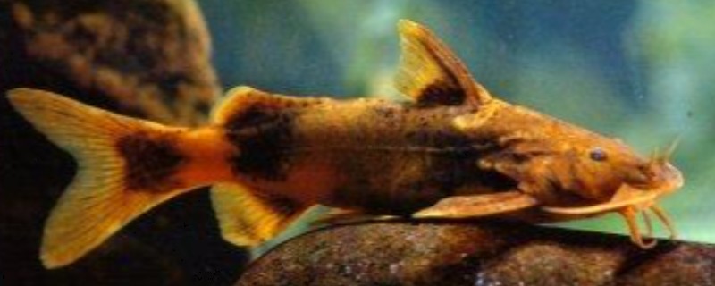 龙江纹胸鮡是什么鱼?