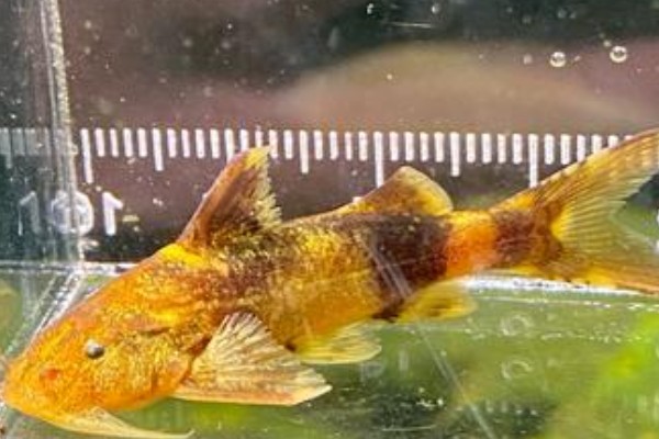 龙江纹胸鮡是什么鱼?