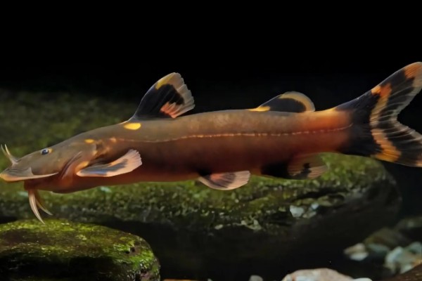 龙江纹胸鮡是什么鱼?