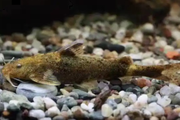 龙江纹胸鮡是什么鱼?