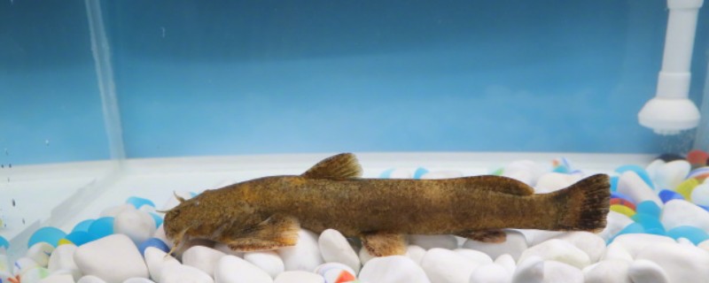 黑斑原鮡是什么鱼？