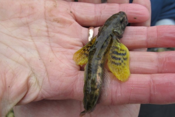 黑斑原鮡是什么鱼？