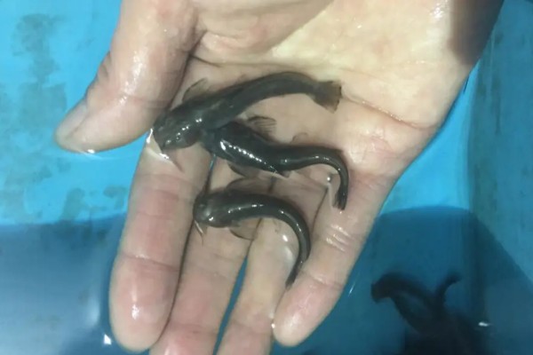 黑斑原鮡是什么鱼？