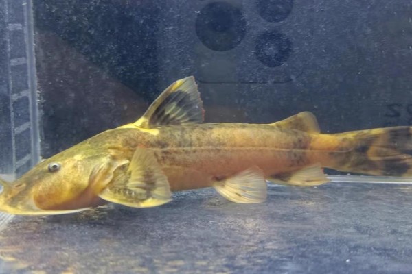 黑斑原鮡是什么鱼？