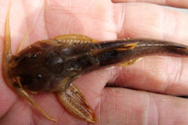 黄石爬鮡是什么鱼?