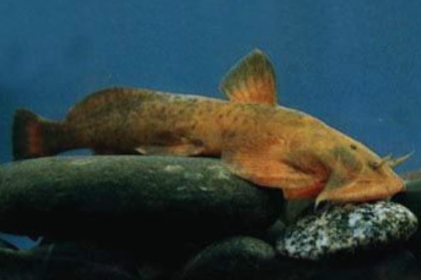 黄石爬鮡是什么鱼?