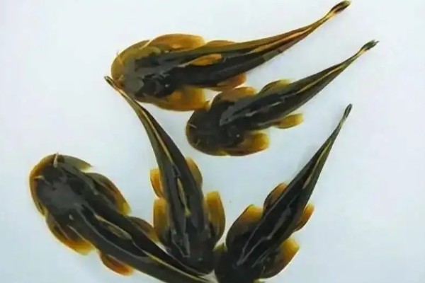 青石爬鮡是什么鱼？