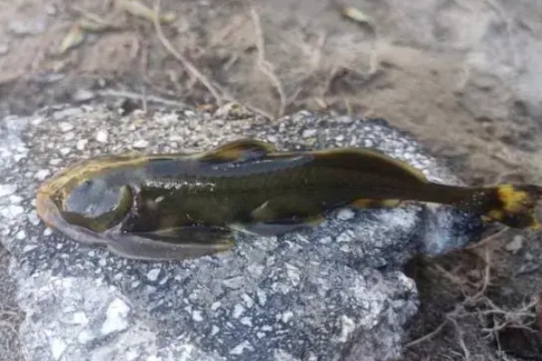 青石爬鮡是什么鱼？