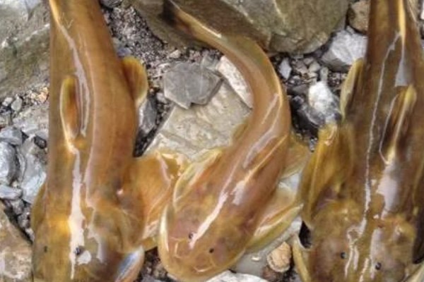 青石爬鮡是什么鱼？