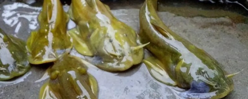 间褶鮡是什么鱼？