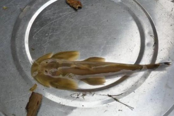 间褶鮡是什么鱼？