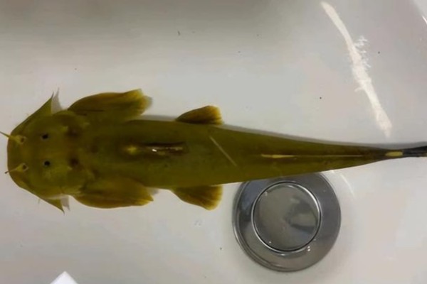 间褶鮡是什么鱼？