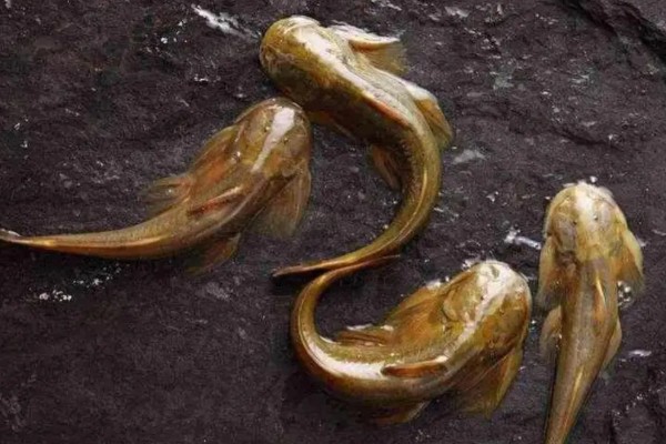 间褶鮡是什么鱼？