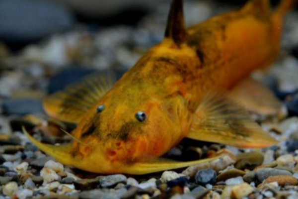 间棘纹胸鮡是什么鱼？