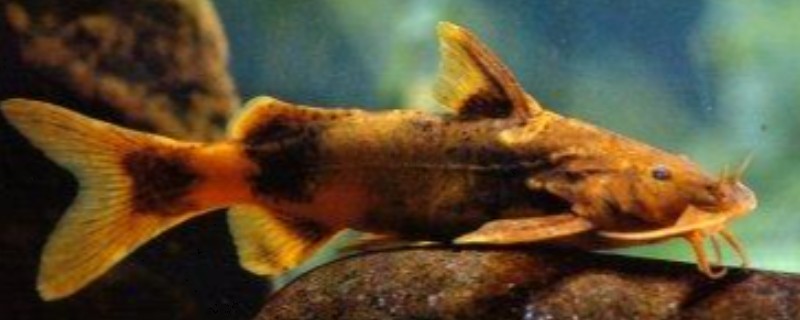 间棘纹胸鮡是什么鱼？