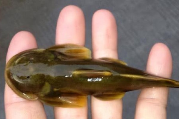 间棘纹胸鮡是什么鱼？