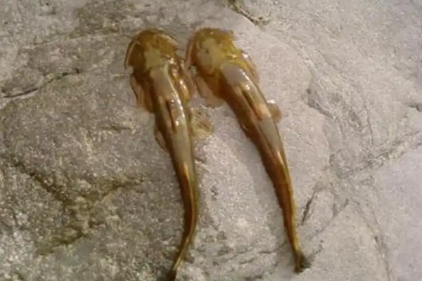 间棘纹胸鮡是什么鱼？