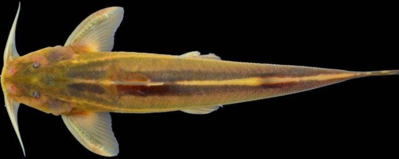 长鳍褶鮡是什么鱼？