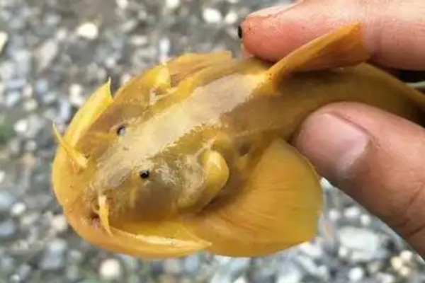 长鳍褶鮡是什么鱼？