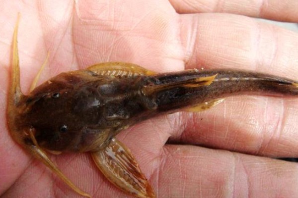 长鳍褶鮡是什么鱼？