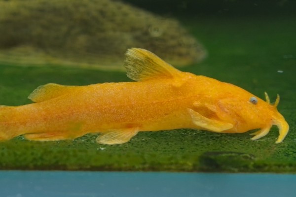 长鳍褶鮡是什么鱼？