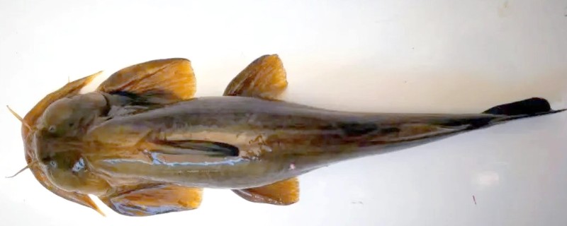 长须石爬鮡是什么鱼？