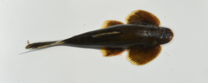 黑鮡是什么鱼？