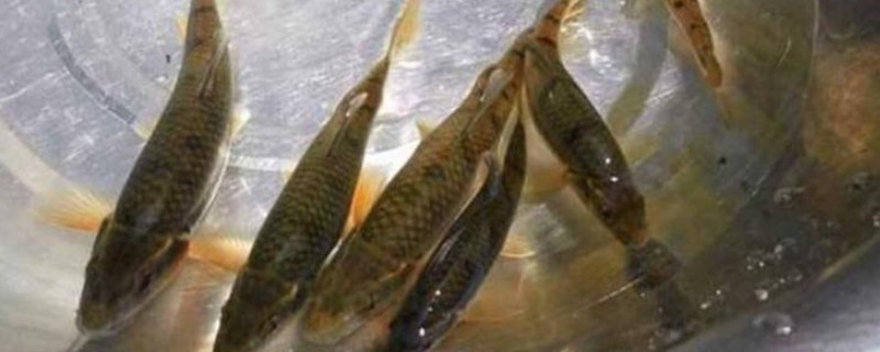 丘北金线鲃是什么鱼？