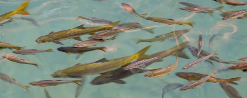 粗壮金线鲃是什么鱼？